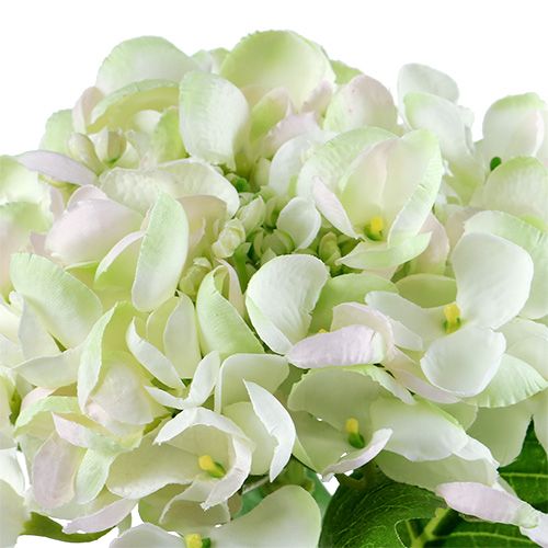 Article Hortensia blanc-vert 60cm