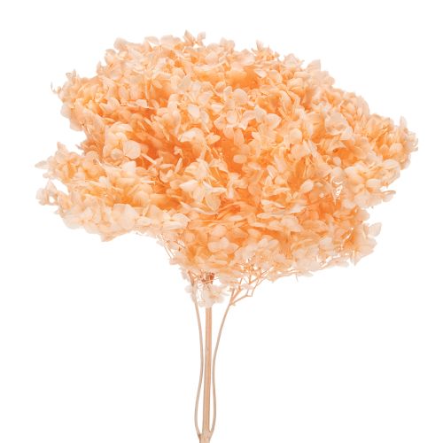 Floristik24 Bouquet de fleurs séchées d'hortensias pour une décoration florale élégante à la maison, 65 cm