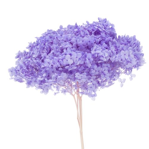 Floristik24 Fleur d'hortensia séchée pour une décoration intérieure élégante, 80 cm