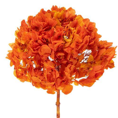 Hortensia conservée teintée orange grande fleur avec tige longue 60 cm