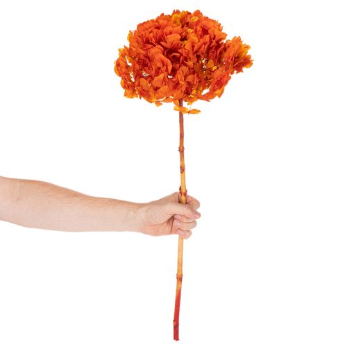 Hortensia conservée teintée orange grande fleur avec tige longue 60 cm | Floristik24.fr