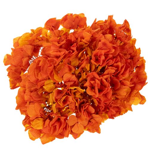 Hortensia conservée teintée orange grande fleur avec tige longue 60 cm | Floristik24.fr