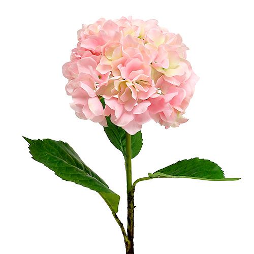 Floristik24 Hortensia rose L. 70 cm