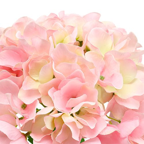 Floristik24 Hortensia rose L. 70 cm