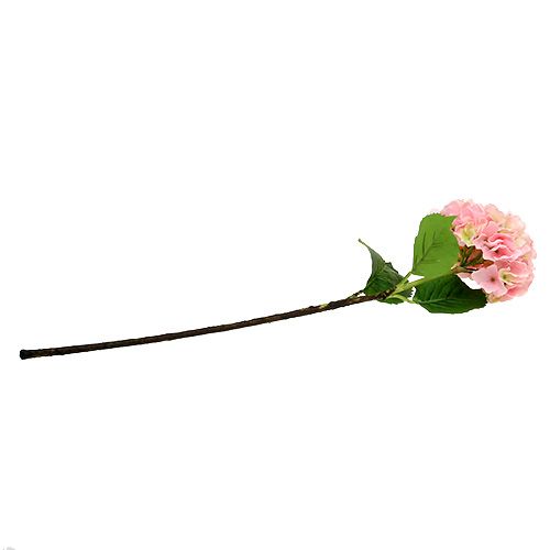 Floristik24 Hortensia rose L. 70 cm