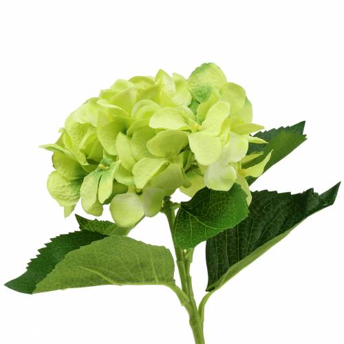Floristik24 Hortensia vert 54cm