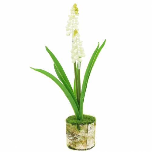 Jacinthe de raisin en pot de bouleau blanc 24cm