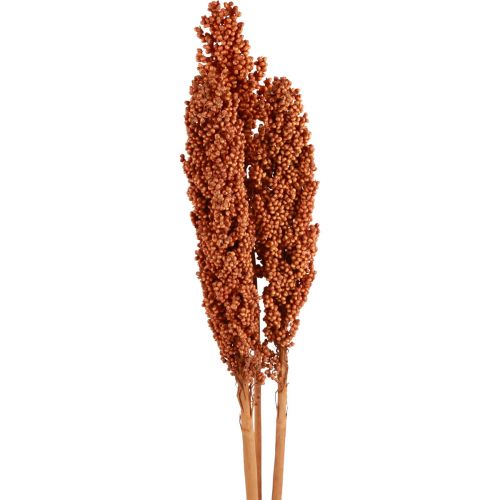 Floristik24 Maïs Indien Fleurs Séchées Maïs Indien Orange 72cm 3 pcs