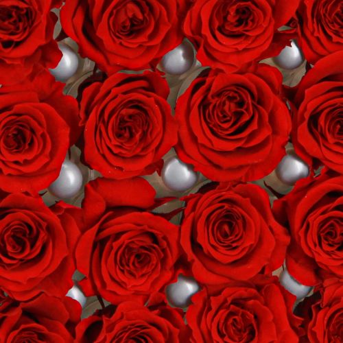 Floristik24 Infinity Roses Vraies Fleurs Mini Têtes de Roses Rouge Ø3cm 16 pcs