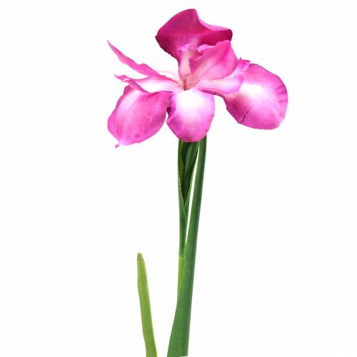 Floristik24 Iris artificiell Rose 78cm