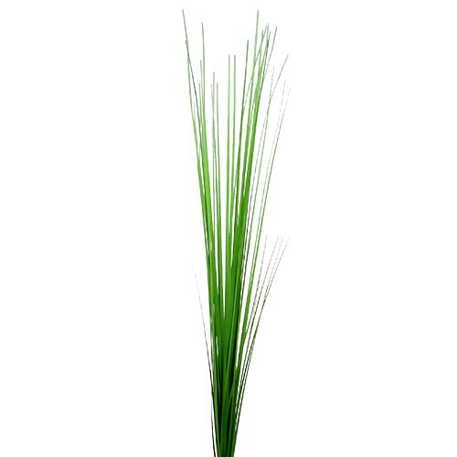 Floristik24 Isolepsisgrass vert clair 85cm 1p