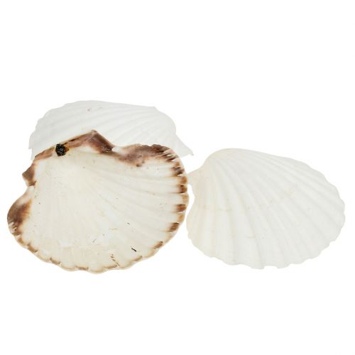 Floristik24 Pétoncle Blanc 15 pcs