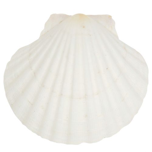 Floristik24 Pétoncle Blanc 15 pcs