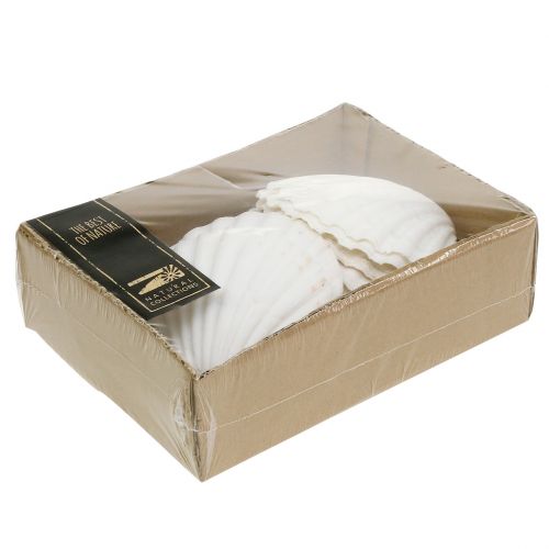 Floristik24 Pétoncle Blanc 15 pcs