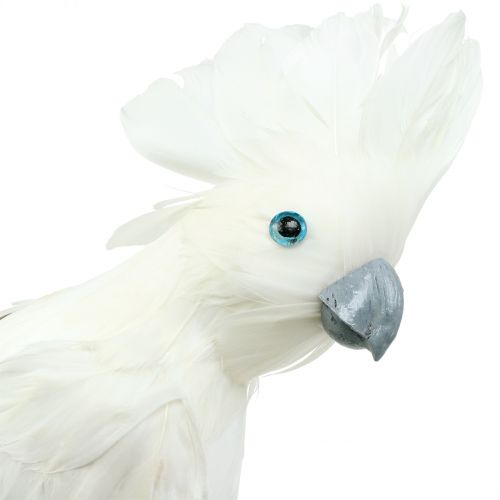 Floristik24 Cacatoès décoratif à plumes blanc L30cm