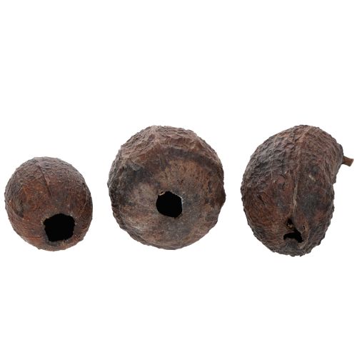 Article Fruits de cacao, naturels, 10-18 cm, 15 pièces