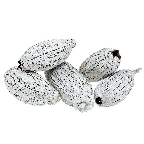 Floristik24 Cabosses de cacao blanchies à la chaux 15 pcs