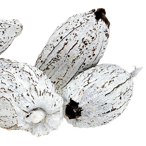 Article Cabosses de cacao blanchies à la chaux 15 pcs