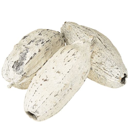 Floristik24 Cabosses de cacao blanchies à la chaux 15 pièces