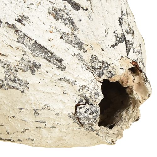 Article Cabosses de cacao blanchies à la chaux 15 pièces