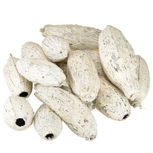 Article Cabosses de cacao blanchies à la chaux 15 pièces
