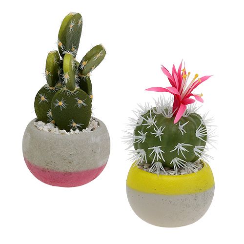 Floristik24 Cactus en pot mix H13cm 4pcs