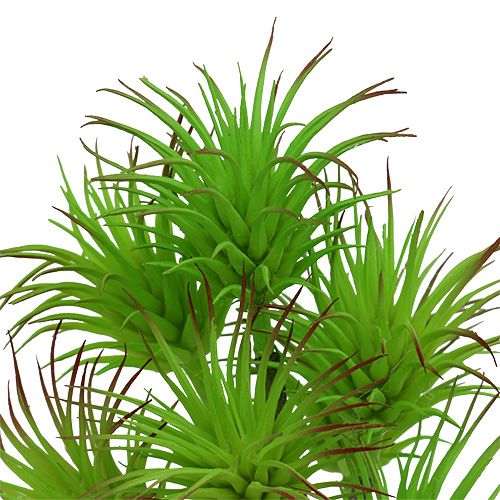 Floristik24 Branches de cactus 20cm vert clair 3pcs