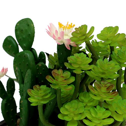 Floristik24 Cactus avec fleur 14cm dans une boîte en bois