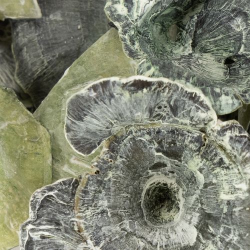 Article Champignon Kalix vert, blanchi à la chaux, 100 pièces