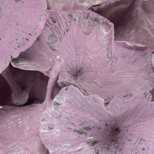 Article Champignon Kalix violet, blanchi à la chaux, 100 pièces