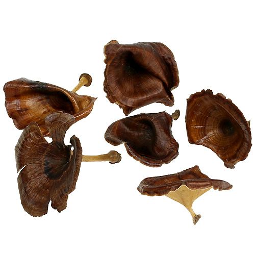 Floristik24 Kalix Champignon Naturel Laqué 100 pcs