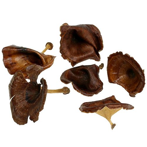 Champignon Kalix Naturel Peint 100pcs