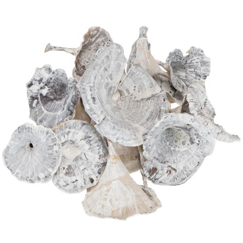 Article Champignons Kalix blanchis à la chaux 100 pièces