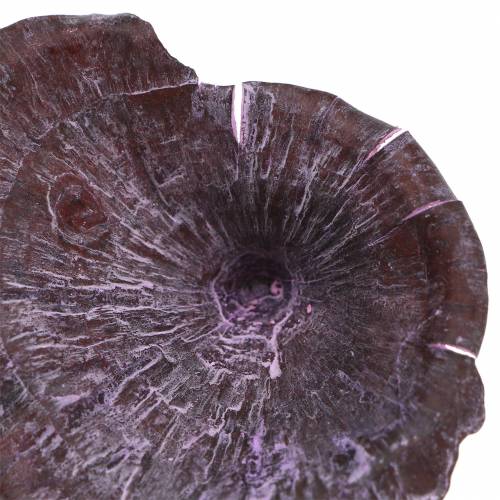 Article Champignons Kalix violets, blanchis à la chaux, 100 pièces