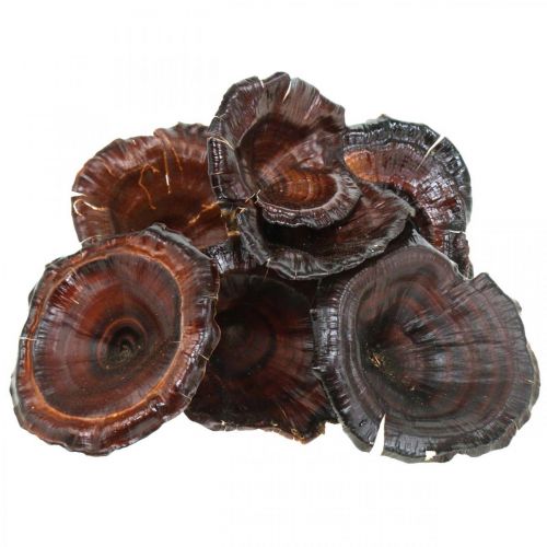 Kalix Champignon Champignons Secs Vernis Naturels Déco Grand 50pcs
