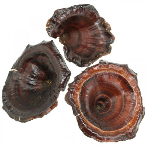Article Kalix Champignons Champignons Secs Laqués Naturels Décoration Grand 50 pcs