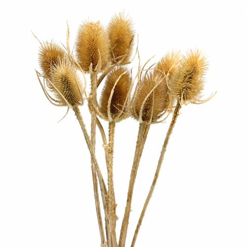 Floristik24 Fleurs séchées chardon naturel 8 têtes