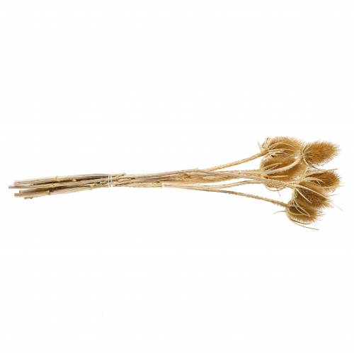 Article Fleurs séchées chardon naturel 8 têtes