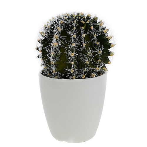 Cactus en pot Vert 14cm