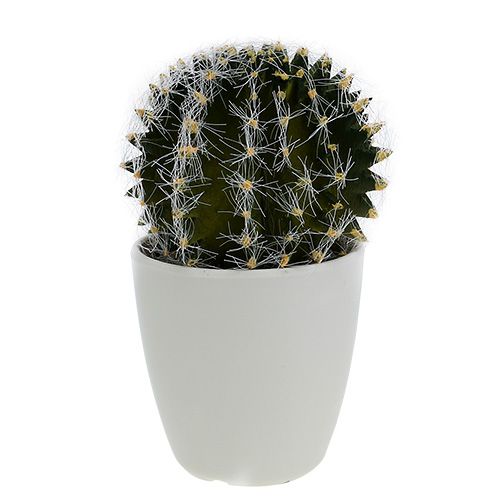 Floristik24 Cactus en pot Vert 14cm