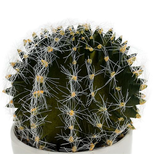 Floristik24 Cactus en pot Vert 14cm