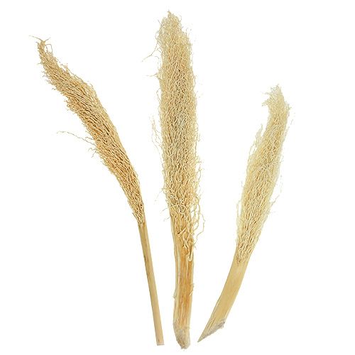 Floristik24 Khejur Date blanchi 50 pcs.