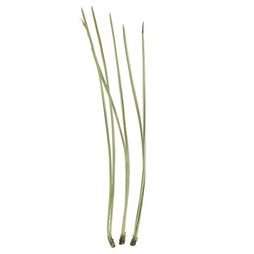 Floristik24 Aiguilles de pin fournitures d&#39;artisanat vertes Noël 50g 3pcs