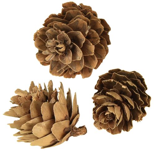 Article Pommes de pin naturelles petites décorations en filet 2,5-3,5 cm 300 g