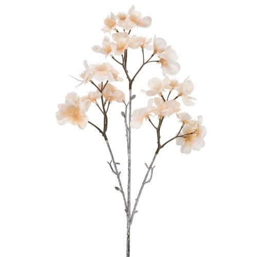Direction générale des fleurs de cerisier
