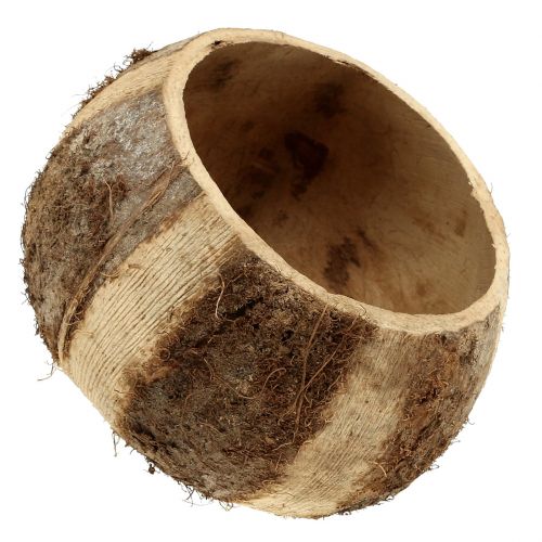 Floristik24 Coquille de noix de coco naturelle 5 pcs