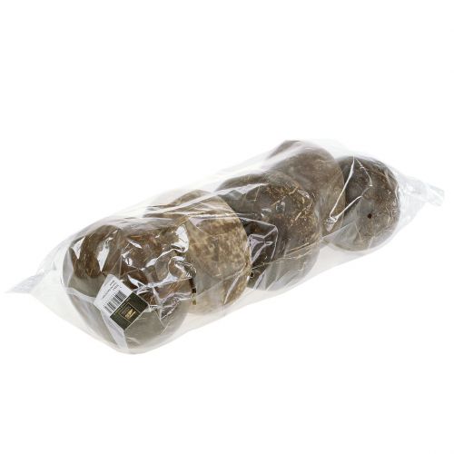 Floristik24 Coquilles de noix de coco polies naturelles 5 pcs
