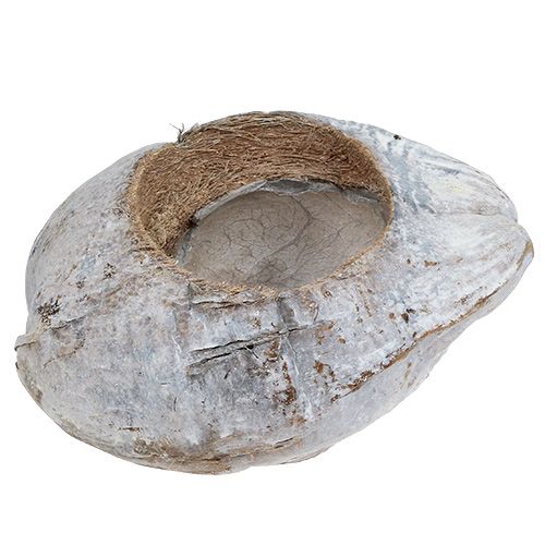Floristik24 Noix de coco blanche à garnir 16 x 22 cm H. 14 cm