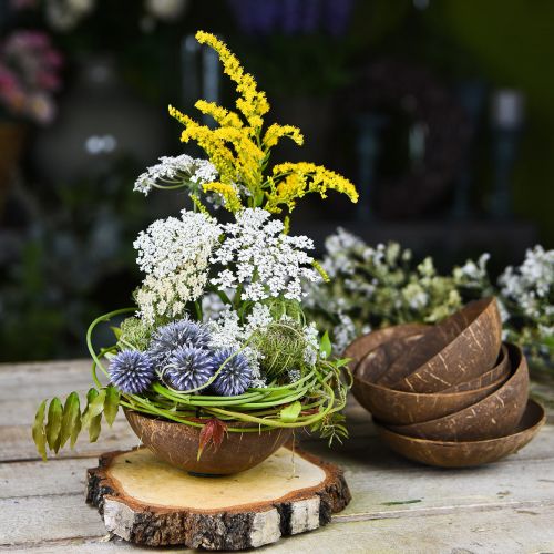 Floristik24 Bol décoratif en noix de coco naturel poli 6 pcs