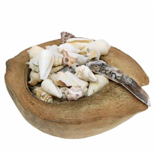 Floristik24 Déco Mer du Sud noix de coco aux moules 20cm 250g